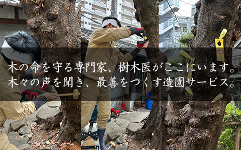 樹木医