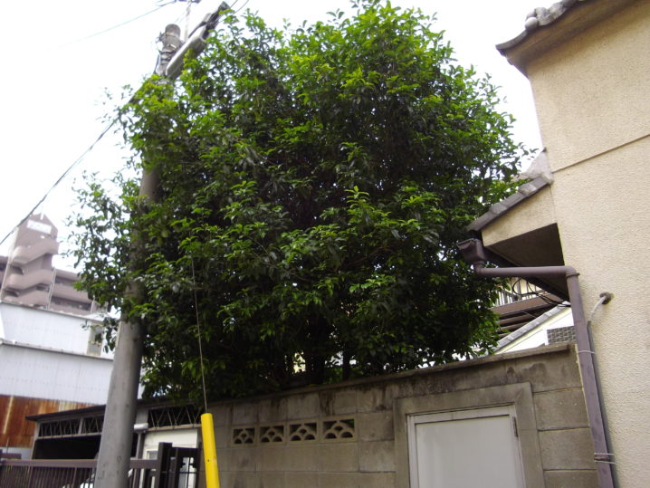 金木犀強剪定 植木の剪定 庭の手入れのことなら大阪市住吉区の緑昇園