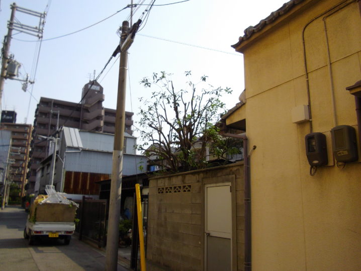 金木犀強剪定 植木の剪定 庭の手入れのことなら大阪市住吉区の緑昇園