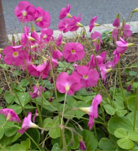 晩秋に春が？の画像