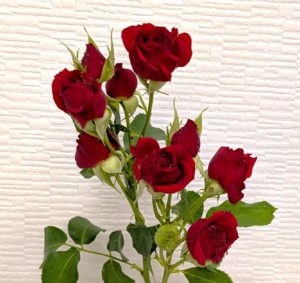 赤いバラ2の画像