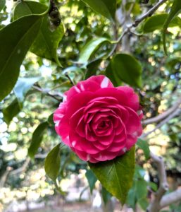 今年の冬至は12月22日ですの画像