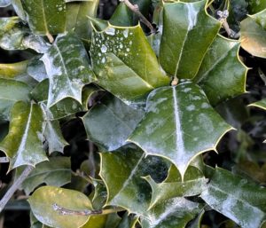 ヒイラギの画像