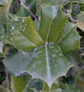 もうすぐ節分の画像