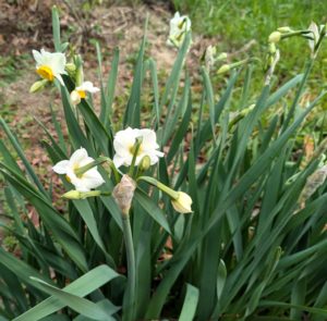 寒中お見舞い申し上げますの画像