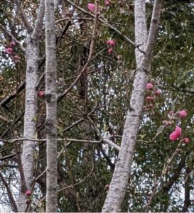 『ひな祭り』の画像