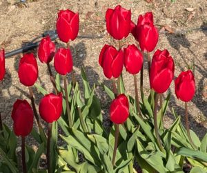 フラワーバレンタインの画像