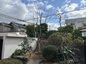 イロハモミジ植栽後の画像