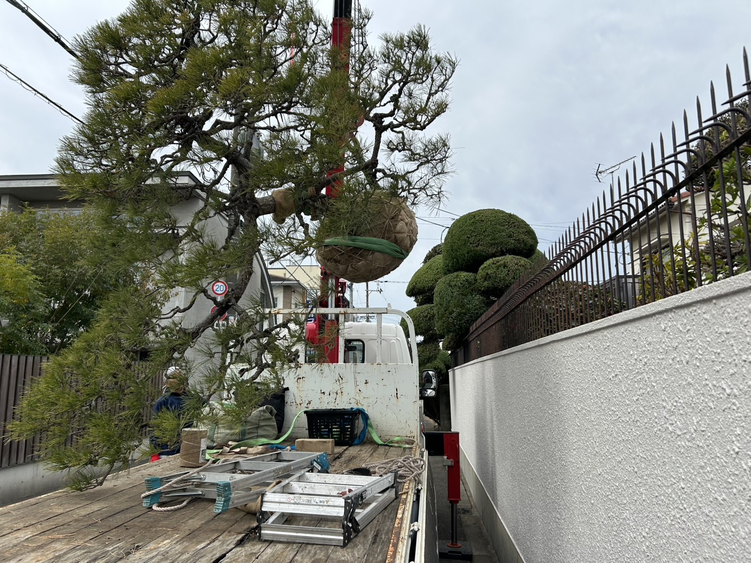 クロマツ　イロハモミジ　植栽工事