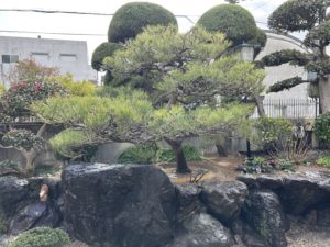 マツ植栽後の画像