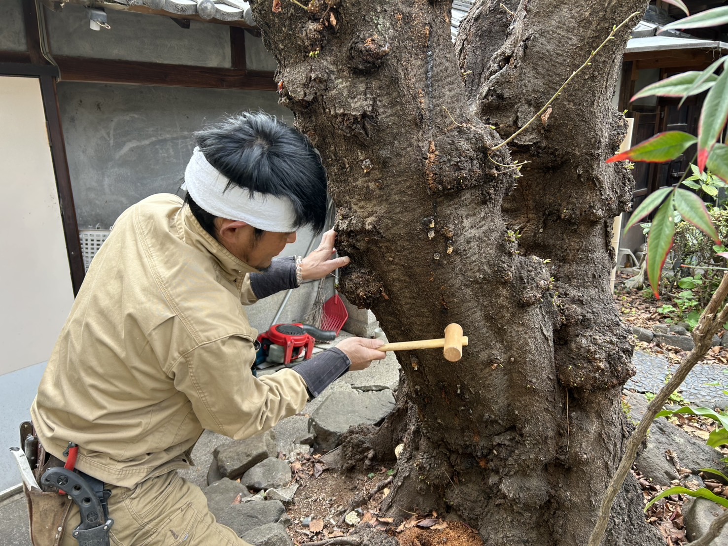 ソメイヨシノ（害虫被害が拡大している）