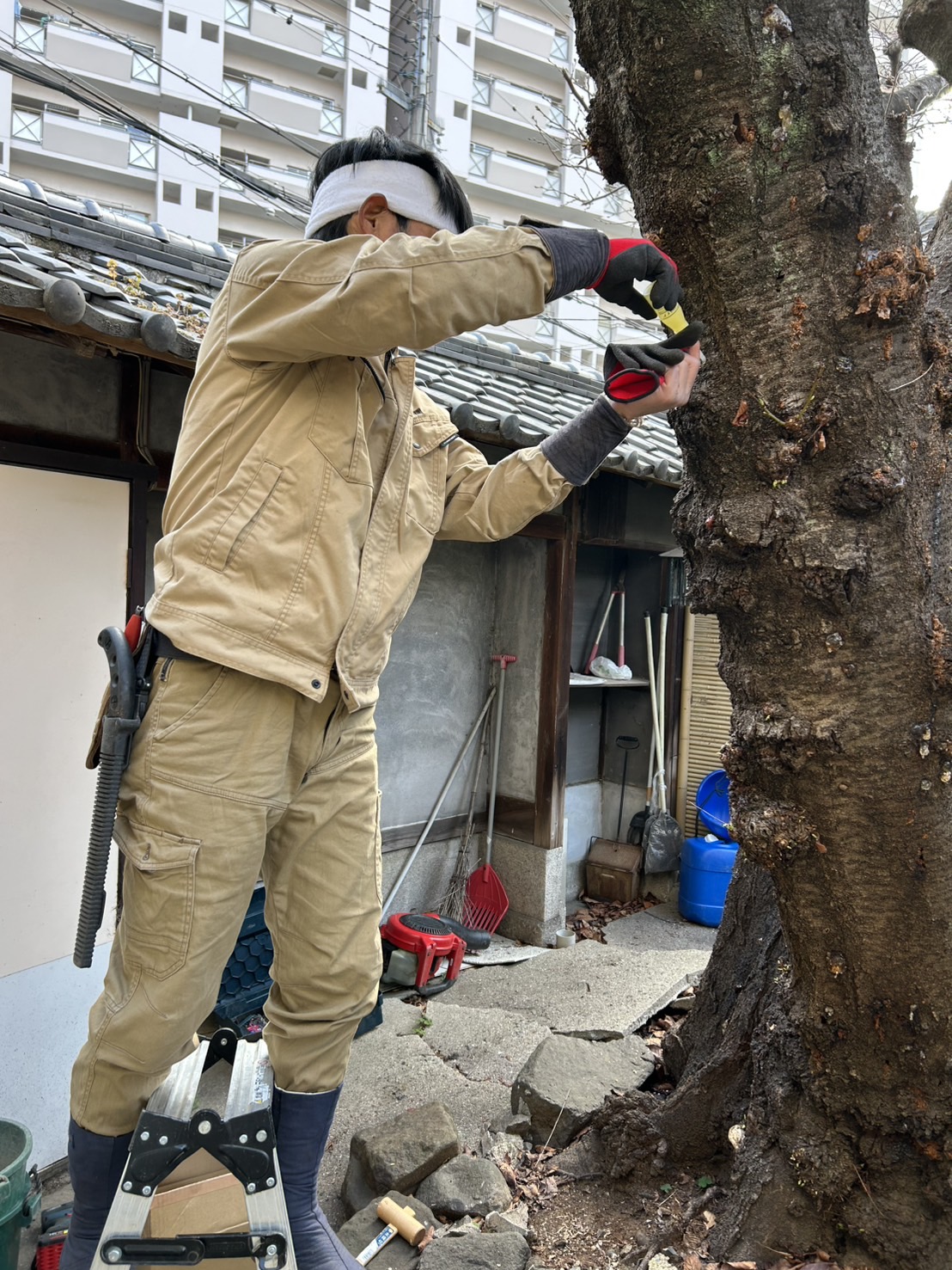 ソメイヨシノ（害虫被害が拡大している）