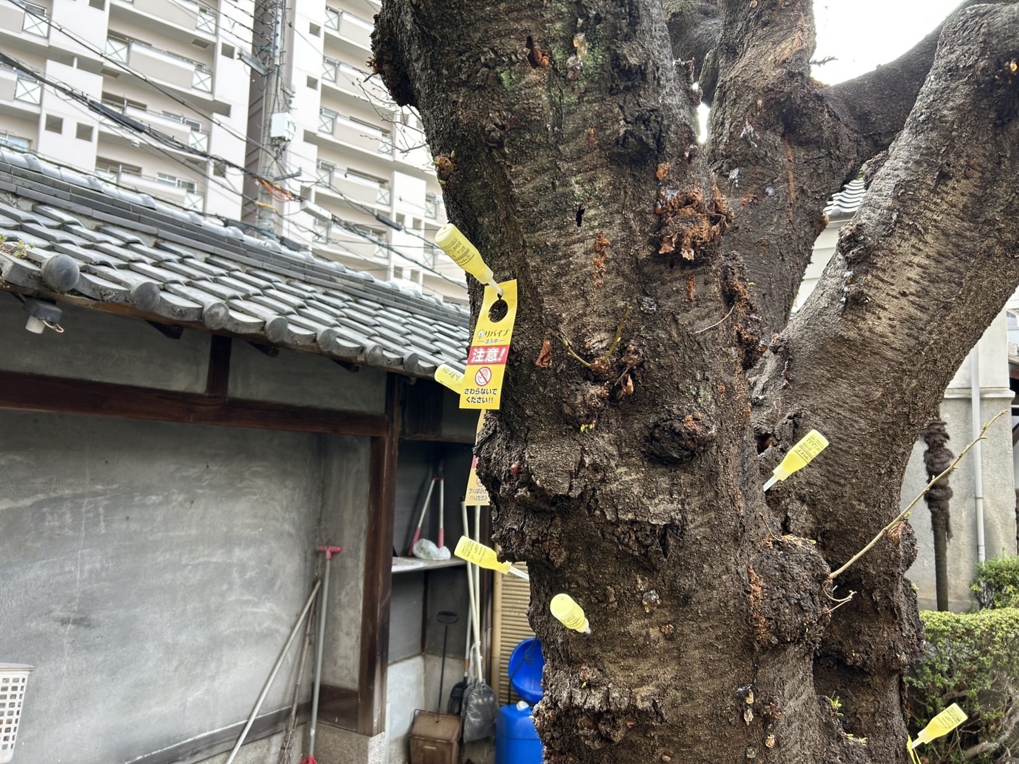 ソメイヨシノ（害虫被害が拡大している）