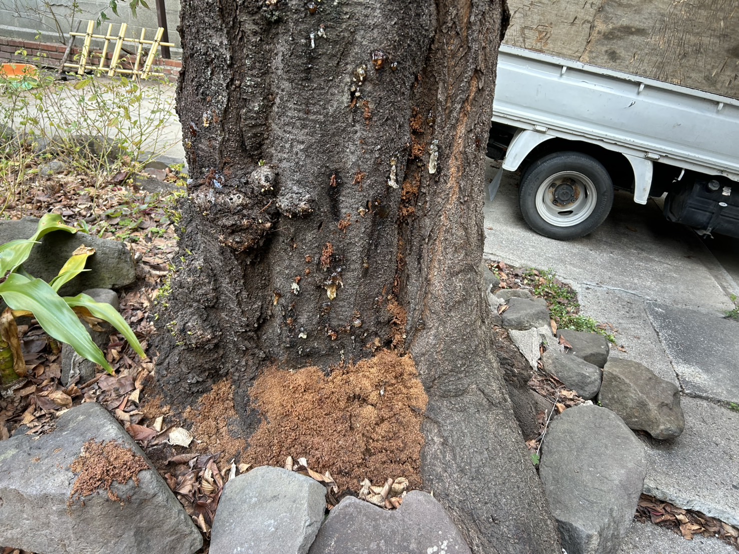 ソメイヨシノ（害虫被害が拡大している）施工前