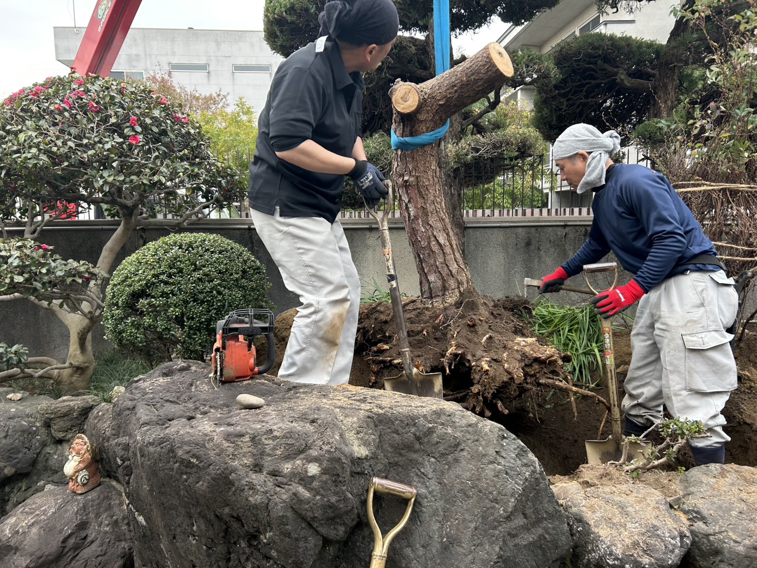 クロマツ イロハモミジ 植栽工事施工前