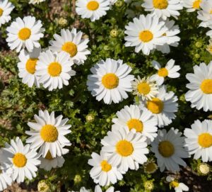 春　満開の画像